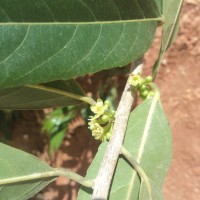 Casearia tomentosa subsp. reducta Verdc.